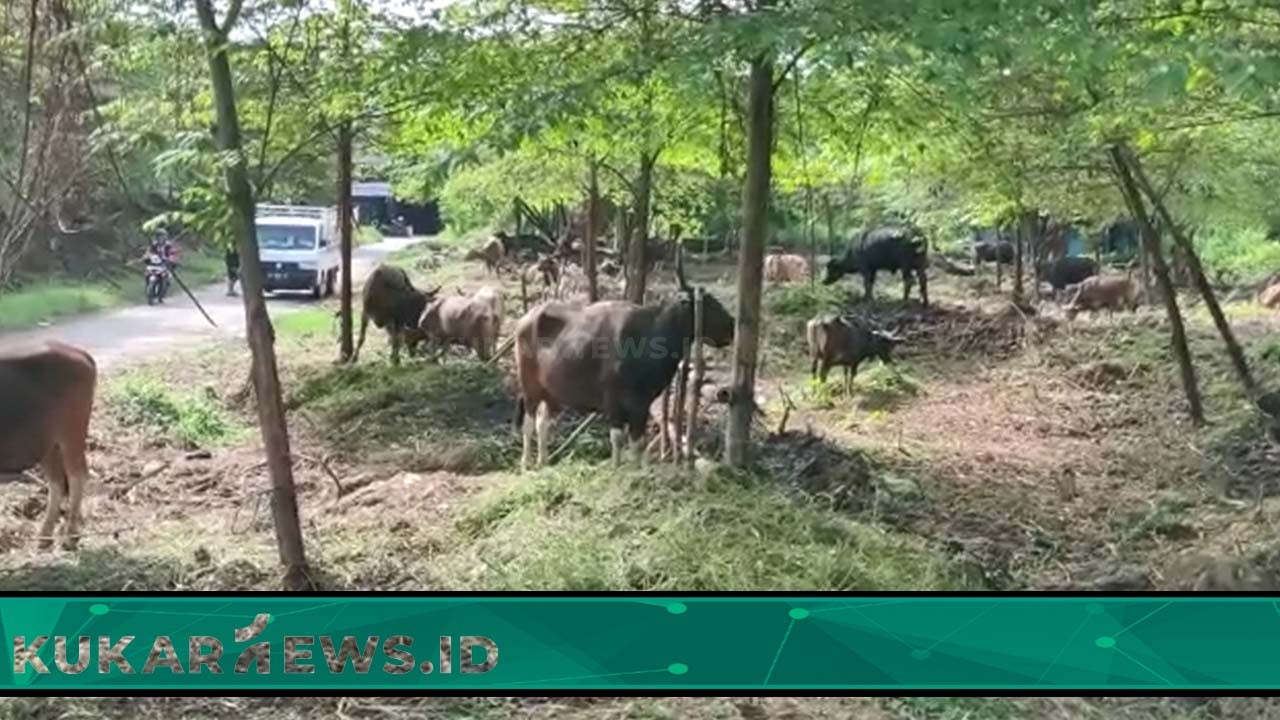 Distanak Kukar Siapkan Empat Ribu Hewan Kurban di 20 Kecamatan