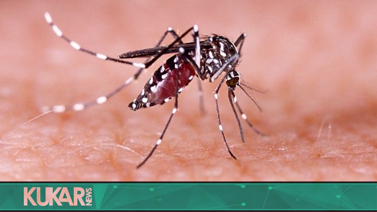 Musim Penghujan, Dinkes Kukar Lakukan Upaya Pencegahan Kasus DBD 