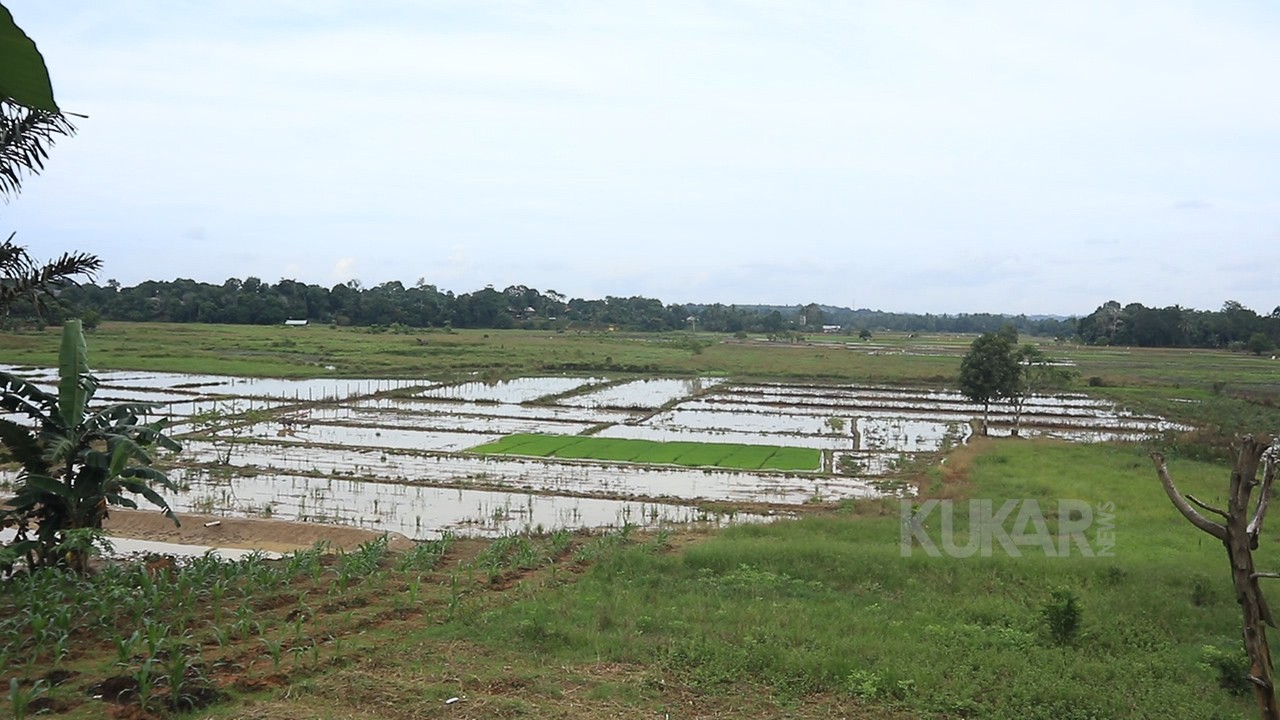 Pertanian Desa Sumber Sari 