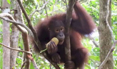 Pertamina Hulu Indonesia Dukung Konservasi Orang Utan di Kalimantan Demi Menjaga Ekosistem Hutan dan Keberlanjutan Energi