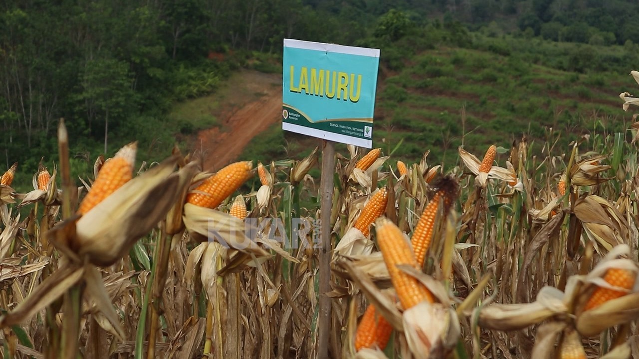 Alif Apresiasi Kukar Sebagai Sentra Pengembangan Benih Jagung Komposit